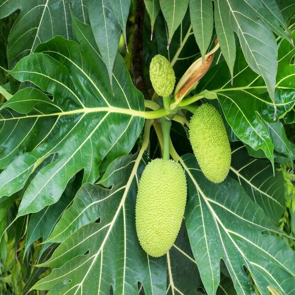 Breadfruit Plant Hybrid| Dwarf and Hybrid Plants
