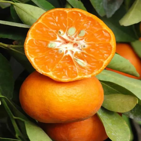 Dancy Orange Plant | Dwarf and Hybrid Plants