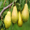Green Pear Fruit Plant | Dwarf and Hybrid Plants