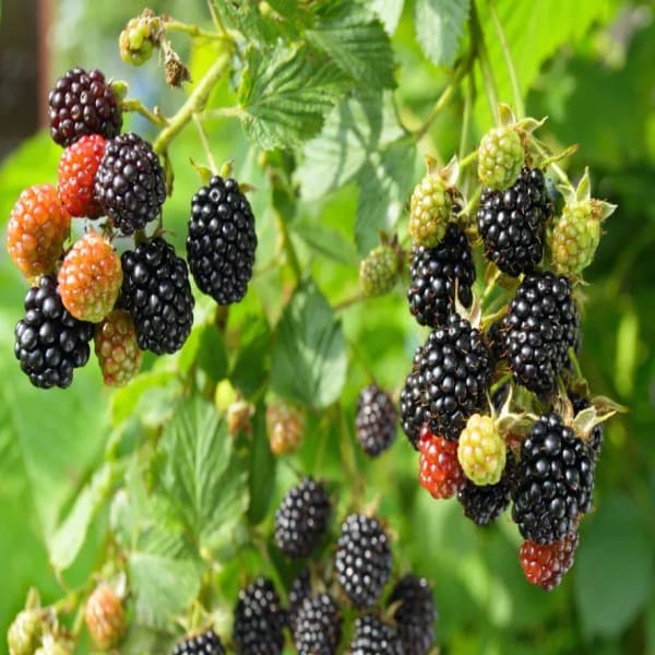 Black Berry Fruit Plant Hybrid| Dwarf and Hybrid Plants