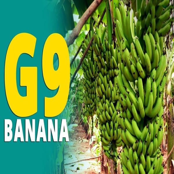 Tissue Culture G9 Banana Plant| Dwarf and Hybrid Plants