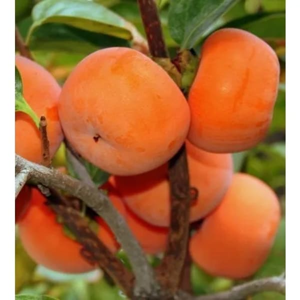 Persimmon Plant Hybrid | Dwarf and Hybrid Plants