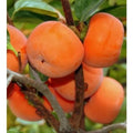 Persimmon Plant Hybrid | Dwarf and Hybrid Plants