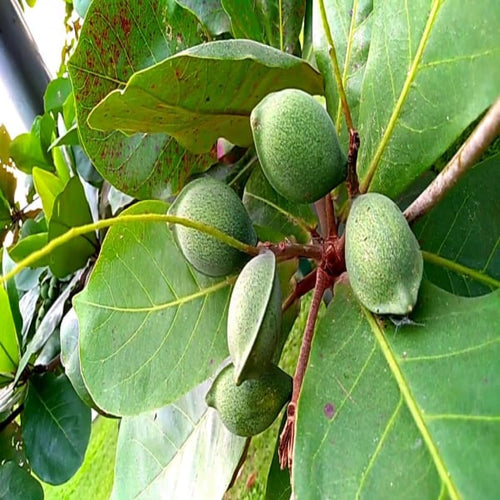 Almonds Fruit Plant| Dwarf and Hybrid Plants