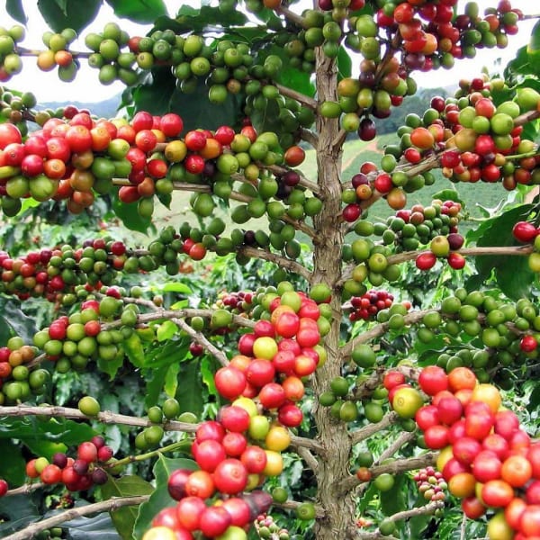 Coffee Fruit plant