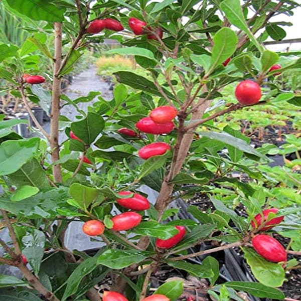 Miracle Fruit Plant| Dwarf and Hybrid Plants