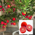 Red Malta Orange Plant | Dwarf and Hybrid Plants