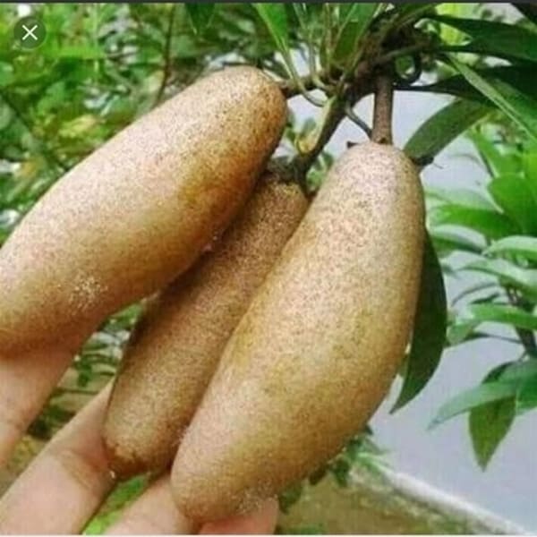 Banana Chiku Plant Hybrid| Dwarf and Hybrid Plants