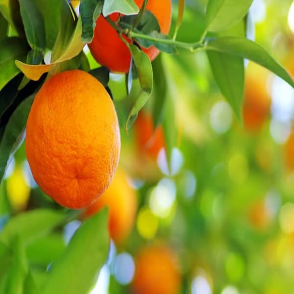 Jaffa Orange Plant | Dwarf and Hybrid Plants