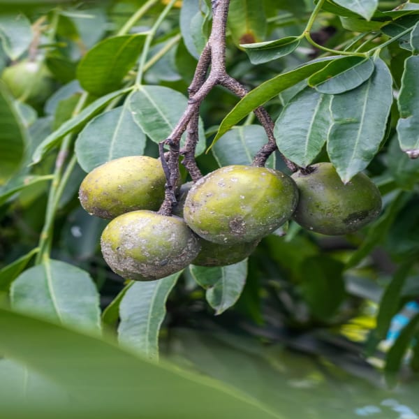 All Time Amra(Spondias Mombin) Plant Thai Verity| Dwarf and Hybrid Plants