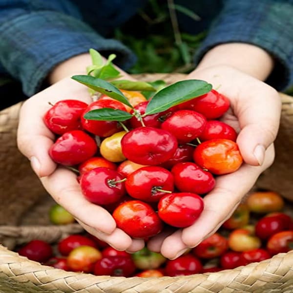 Barbados Cherry Plant Hybrid | Dwarf and Hybrid Plants