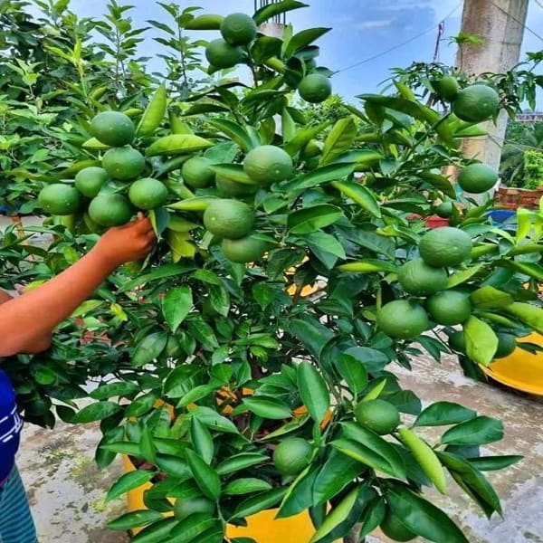 Vietnam All Time Malta Orange Plant | Dwarf and Hybrid Plants