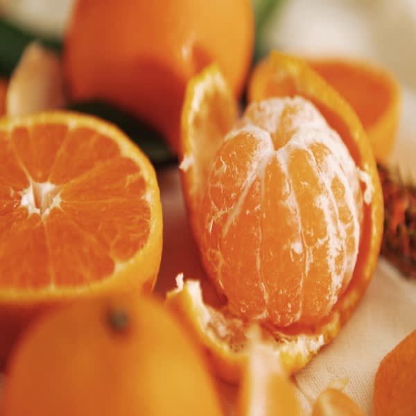 Satsuma Orange Plant | Dwarf and Hybrid Plants