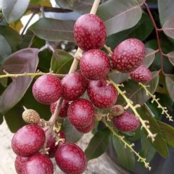 Ruby Langon Fruit Plant| Dwarf and Hybrid Plants