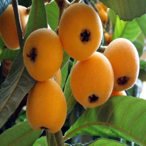 Loquat Fruit Plant| Dwarf and Hybrid Plants