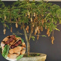 All Time Sweet Tamarind Plant | Dwarf and Hybrid Plants