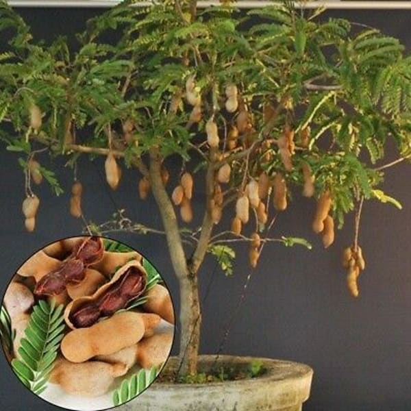 All Time Sweet Tamarind Plant | Dwarf and Hybrid Plants