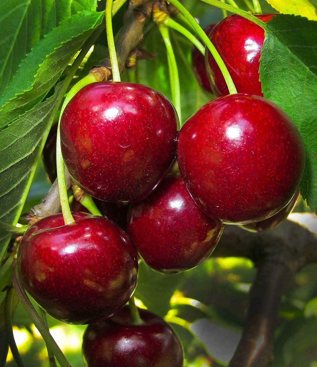 Japanese Verity Sweet Cherry Plant | Dwarf and Hybrid Plants