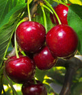 Japanese Verity Sweet Cherry Plant | Dwarf and Hybrid Plants