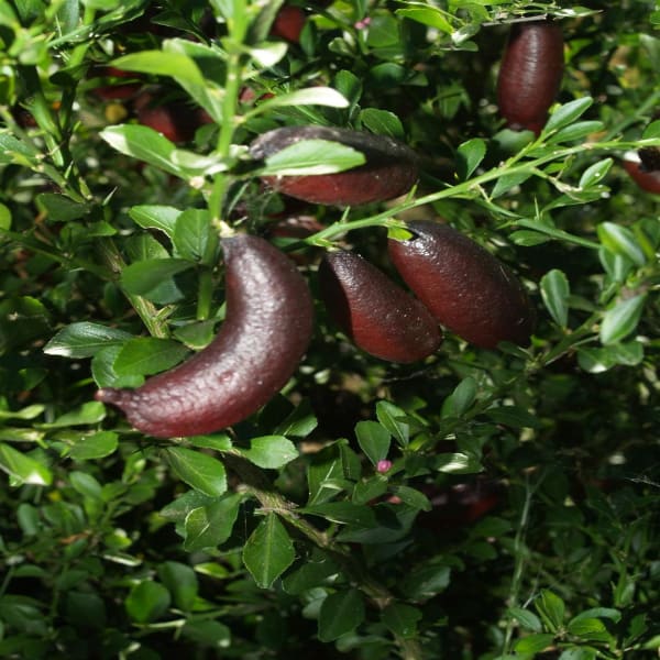 Finger Lemon Plant | Dwarf and Hybrid Plants