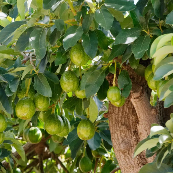 Avocado Fruit Plant| Dwarf and Hybrid Plants