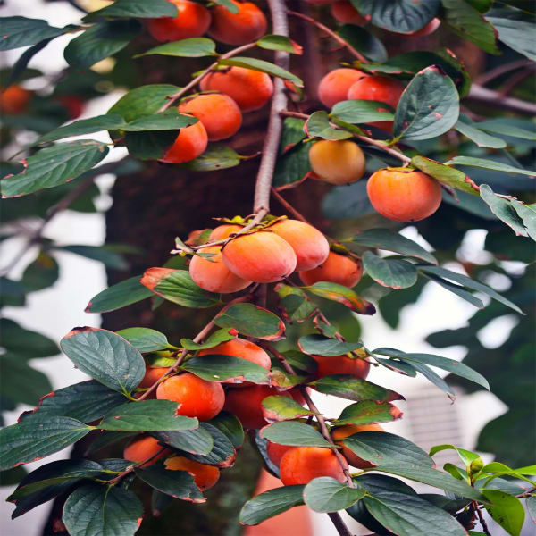 Persimmon Plant Hybrid | Dwarf and Hybrid Plants