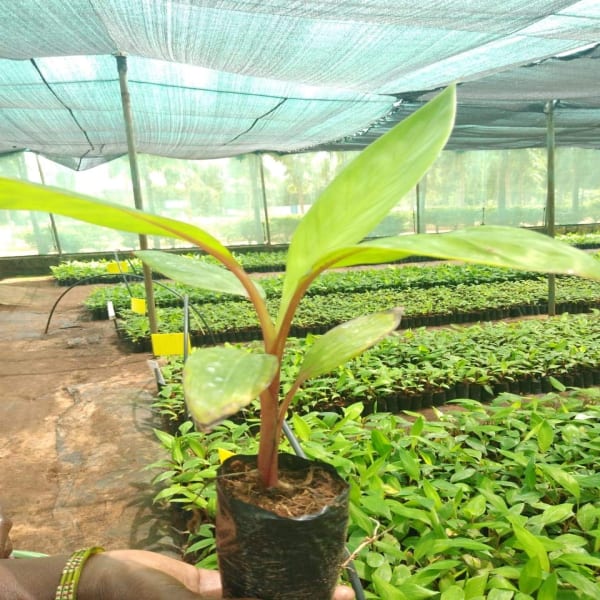 Tissue Culture Red Banana Plant| Dwarf and Hybrid Plants