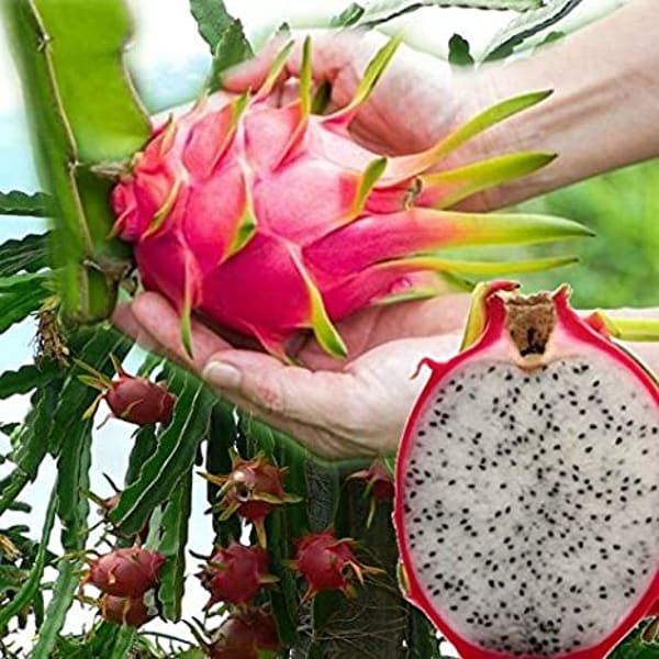 Hybrid White Dragon Fruit Plant | Dwarf and Hybrid Plants