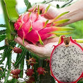 Hybrid White Dragon Fruit Plant | Dwarf and Hybrid Plants