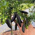 Finger Lemon Plant | Dwarf and Hybrid Plants