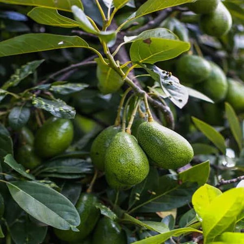 Avocado Grafting Plant| Dwarf and Hybrid Plants