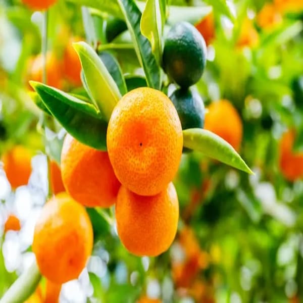 Jaffa Orange Plant | Dwarf and Hybrid Plants