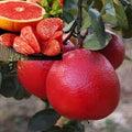 Red Pomelo Orange Plant| Dwarf and Hybrid Plants