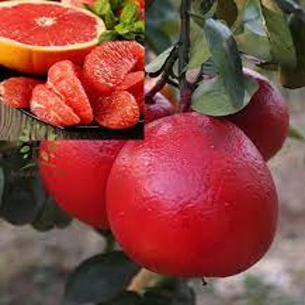 Red Pomelo Orange Plant| Dwarf and Hybrid Plants