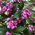 Australian Lily Pily Berries Plant | Dwarf and Hybrid Plants