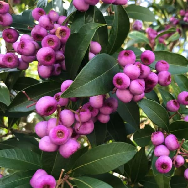 Australian Lily Pily Berries Plant | Dwarf and Hybrid Plants