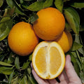 Washington Navel Orange Plant | Dwarf and Hybrid Plants