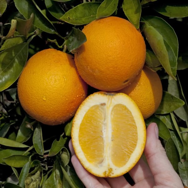Washington Navel Orange Plant | Dwarf and Hybrid Plants