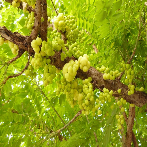 Hybrid Star Gooseberry Plant | Dwarf and Hybrid Plants