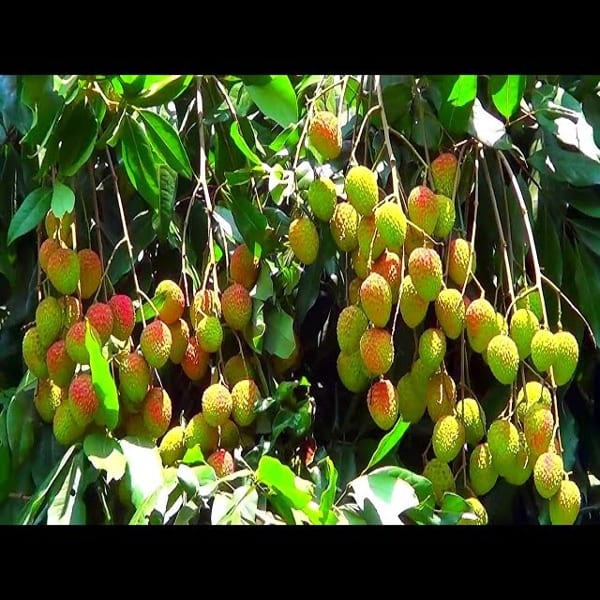Ata Bombay Litchi Plant| Dwarf and Hybrid Plants