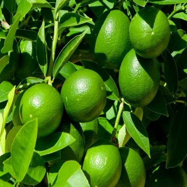 Seedless Lemon Plant| Dwarf and Hybrid Plants