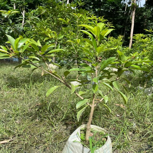 Kalapati Chiku Plant | Dwarf and Hybrid Plants
