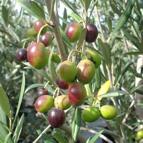 Italian Verity Sweet Olive Plant | Dwarf and Hybrid Plants