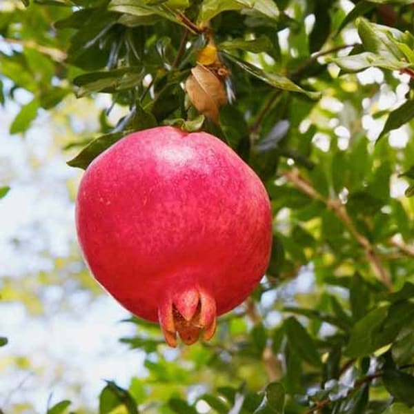 Purple Heart Pomegranate Plant | Dwarf and Hybrid Plants
