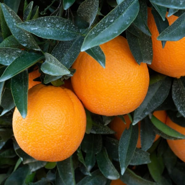 Washington Navel Orange Plant | Dwarf and Hybrid Plants