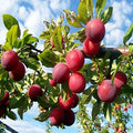 Alubhukara Fruit Plant| Dwarf and Hybrid Plants