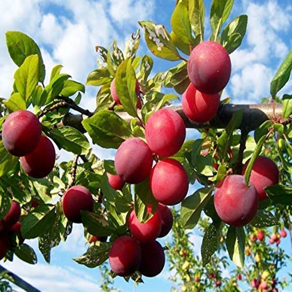 Alubhukara Fruit Plant| Dwarf and Hybrid Plants