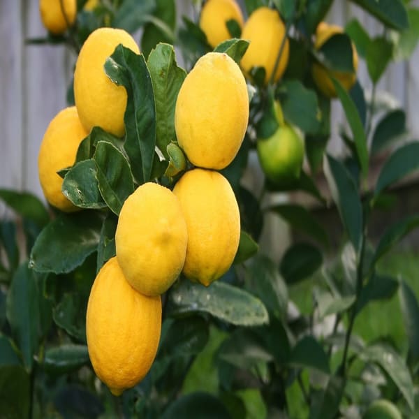 Thai Meyer Lemon Plant | Dwarf and Hybrid Plants