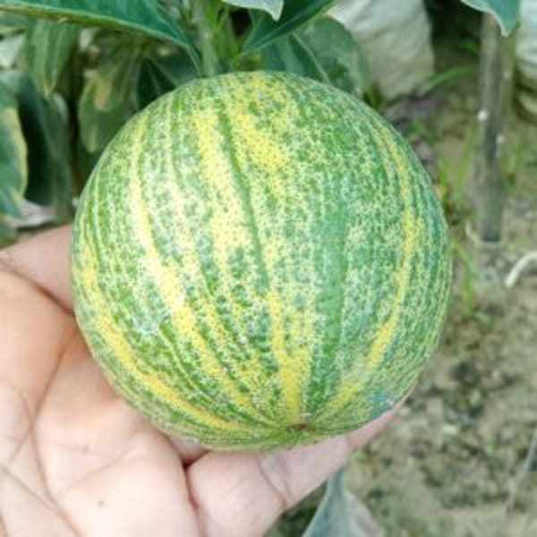 Variegated Malta Orange Plant | Dwarf and Hybrid Plants