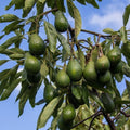 Avocado Fruit Plant| Dwarf and Hybrid Plants